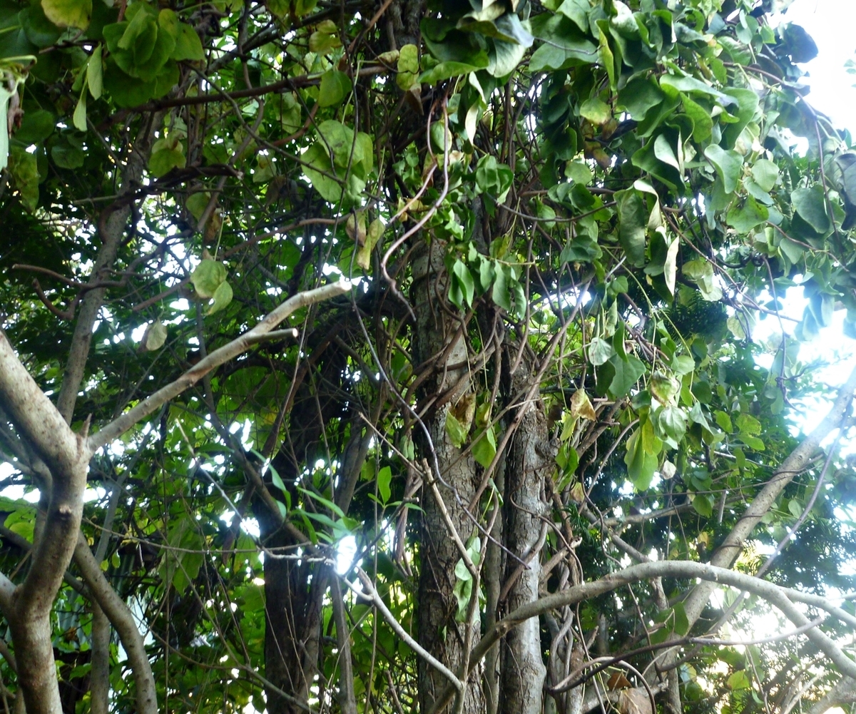 アケビの木 上部