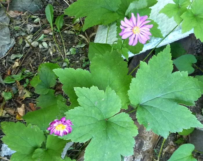 シュウメイギク