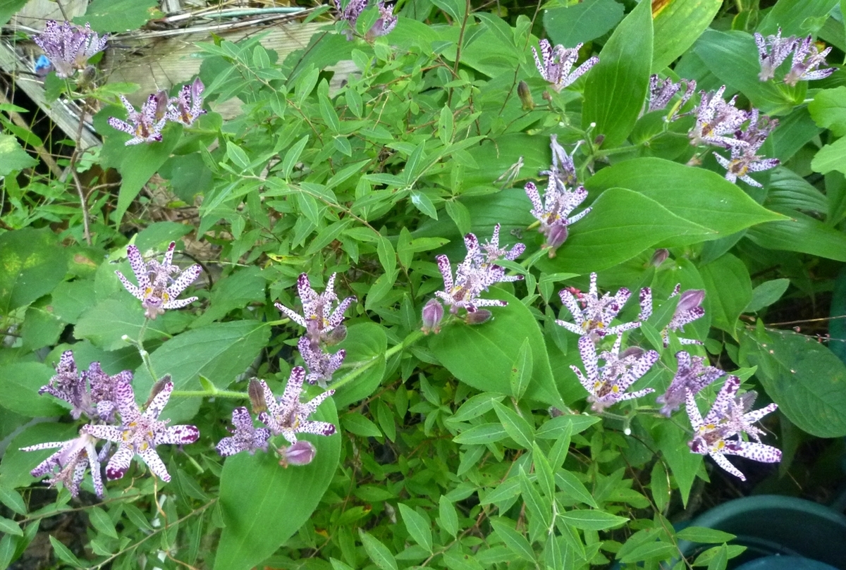 ホトトギスの花