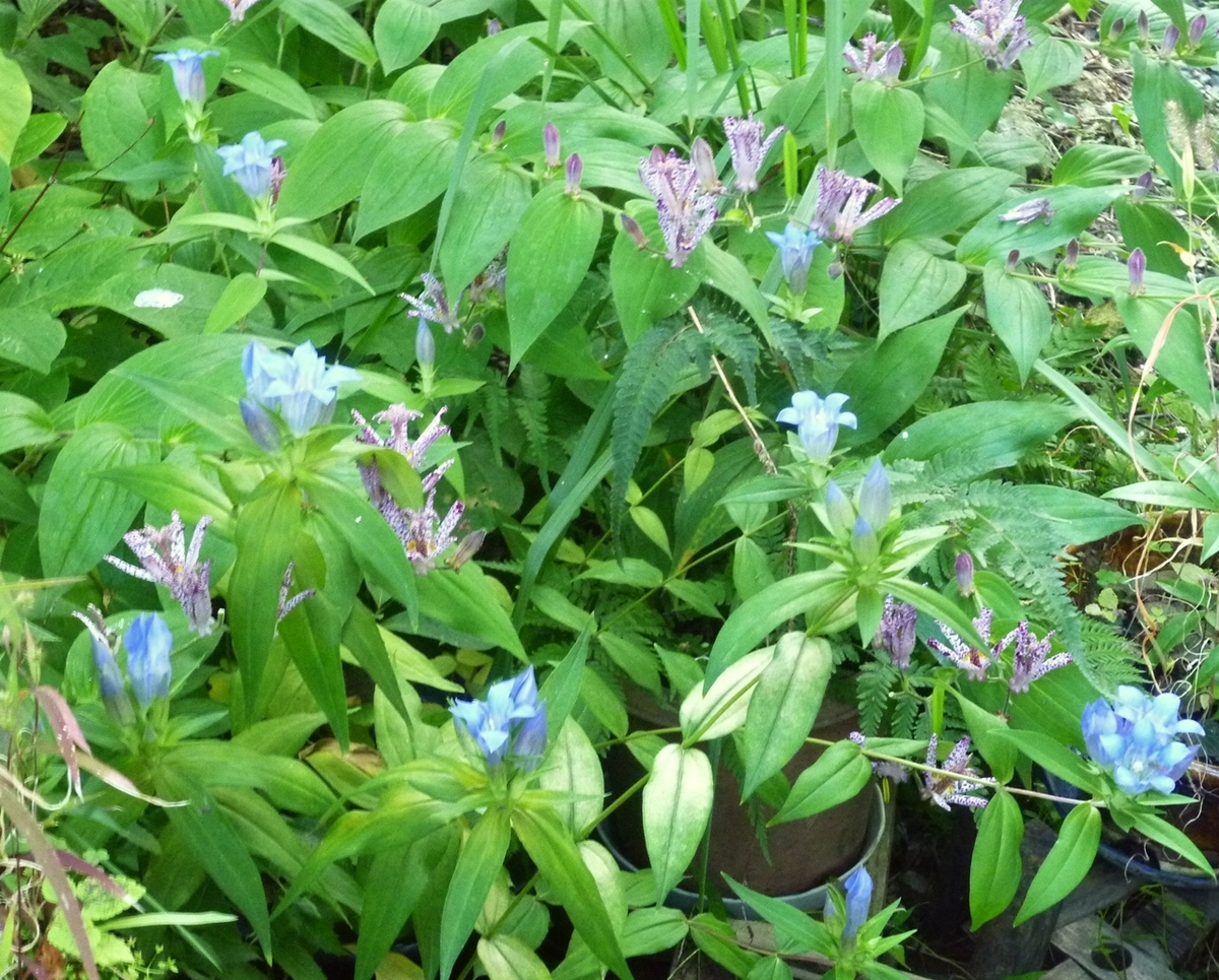 リンドウとホトトギスの花