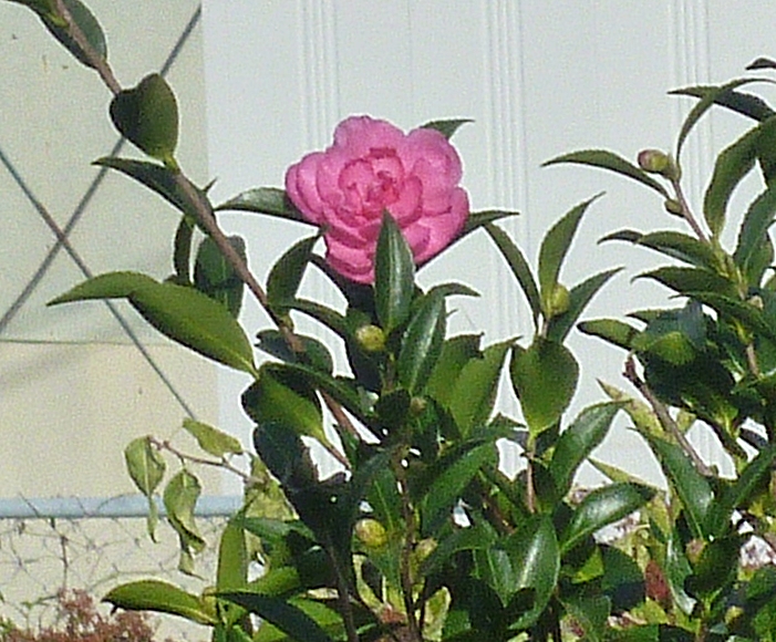 サザンカの花 山茶花