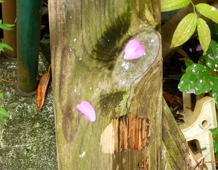 散ったサザンカの花びら