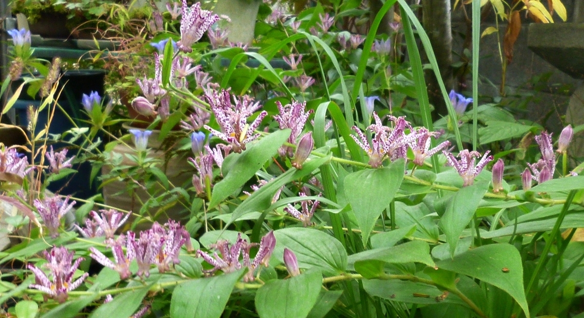 庭のホトトギスの花