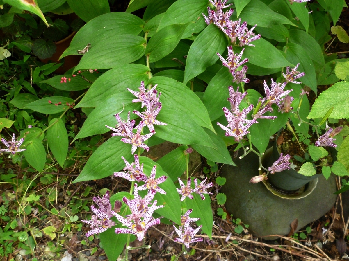 ホトトギスの花