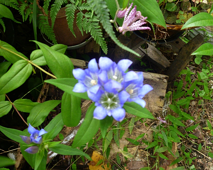 庭のリンドウの花