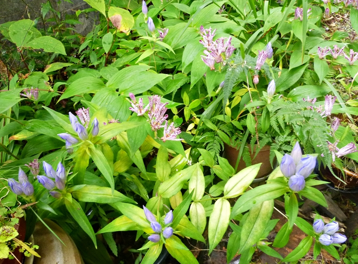 雨で閉店中のリンドウ