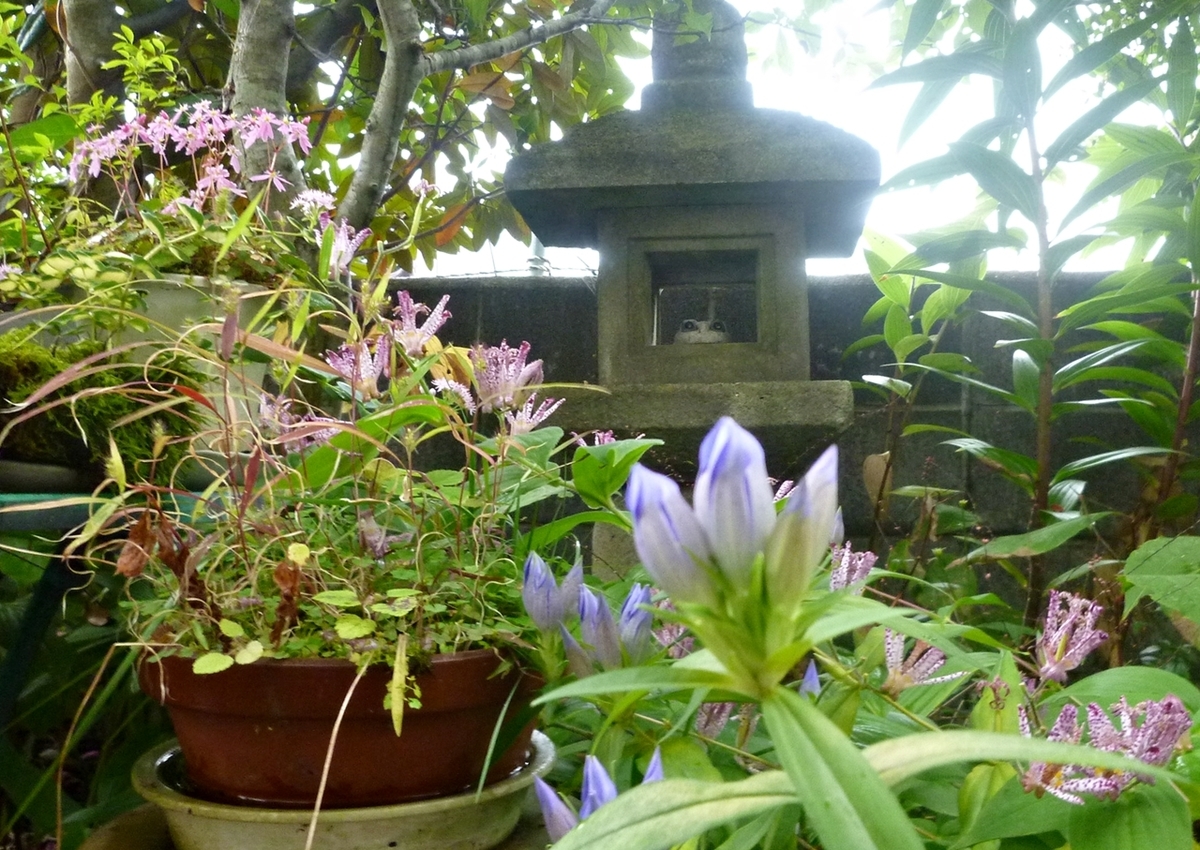 リンドウのつぼみ 庭先