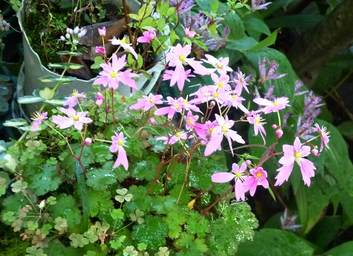 ピンクのダイモンジソウ