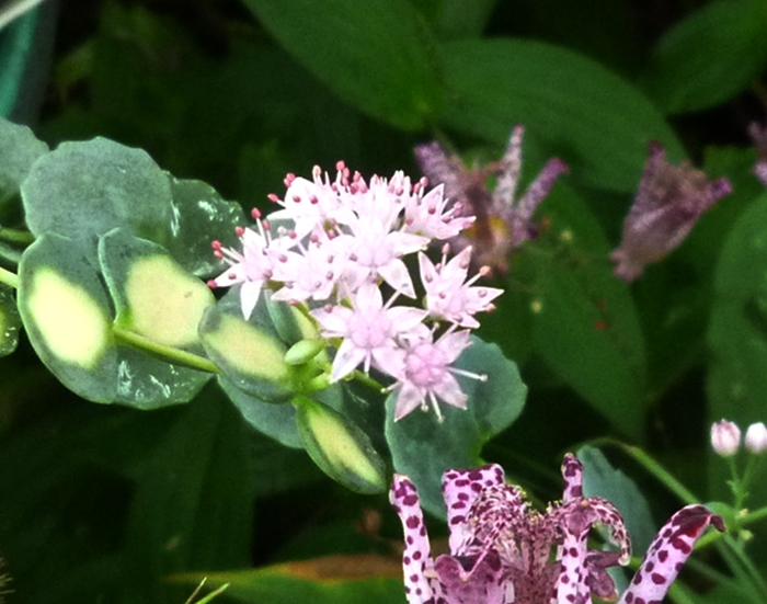 金のなる木の花