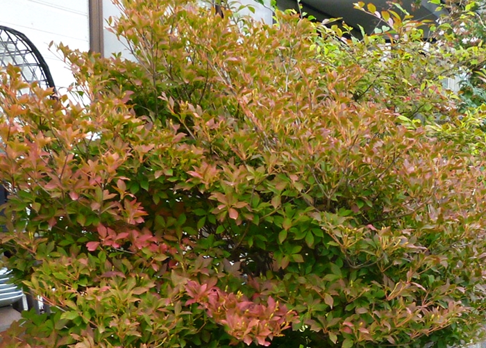 紅葉を始めたドウダンツツジ