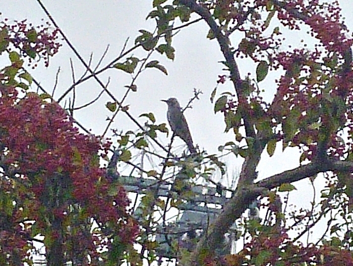 紅葉の枝とヒヨドリ