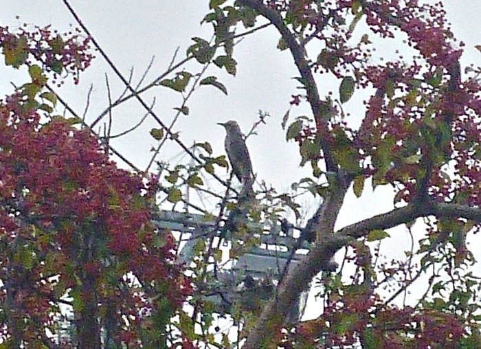紅葉の枝とヒヨドリ