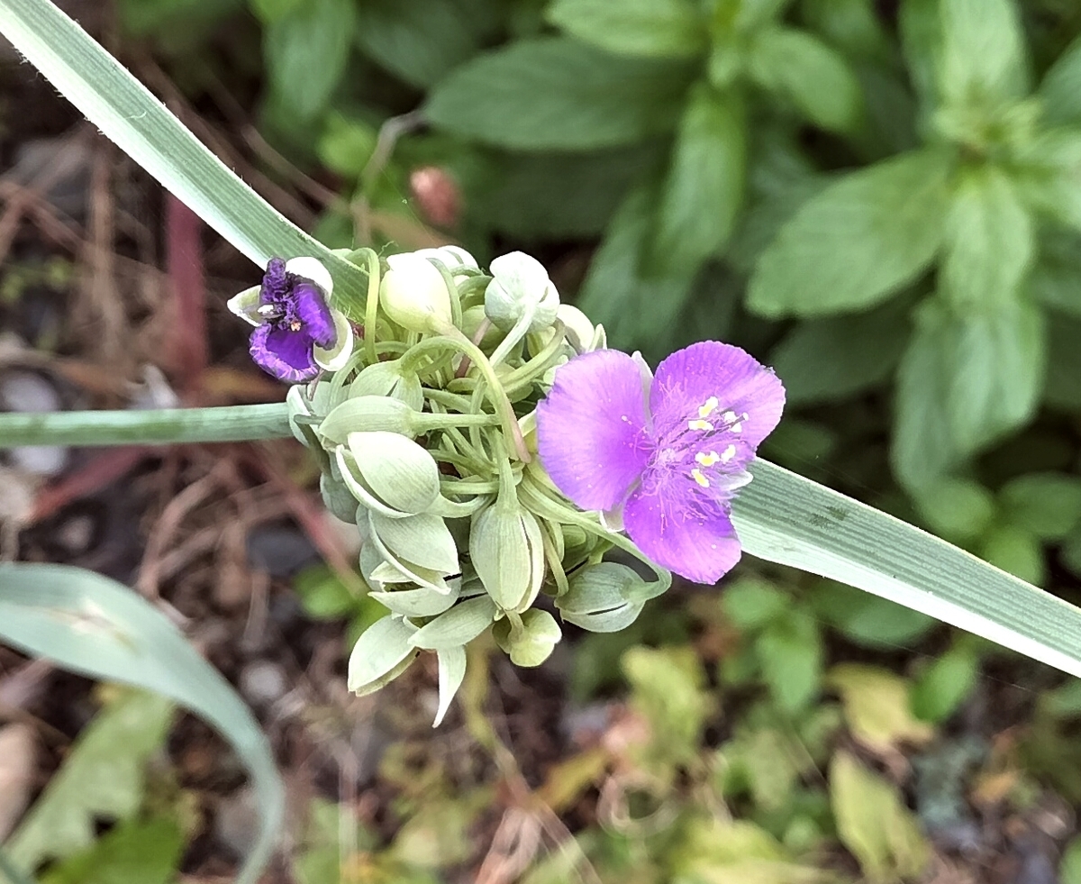 季節外れのツユムラサキの花