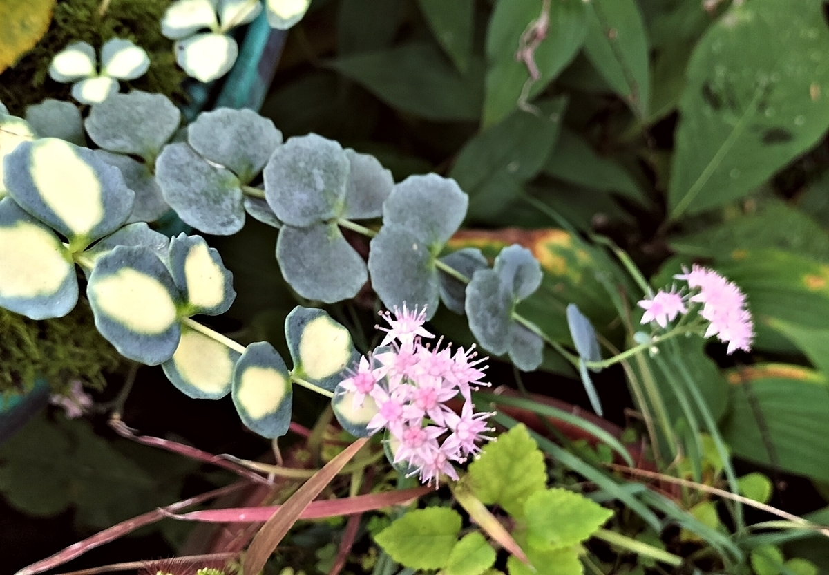 金のなる木の花