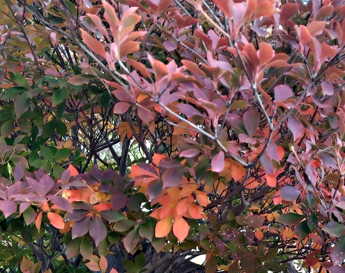 紅葉のドウダンツツジ