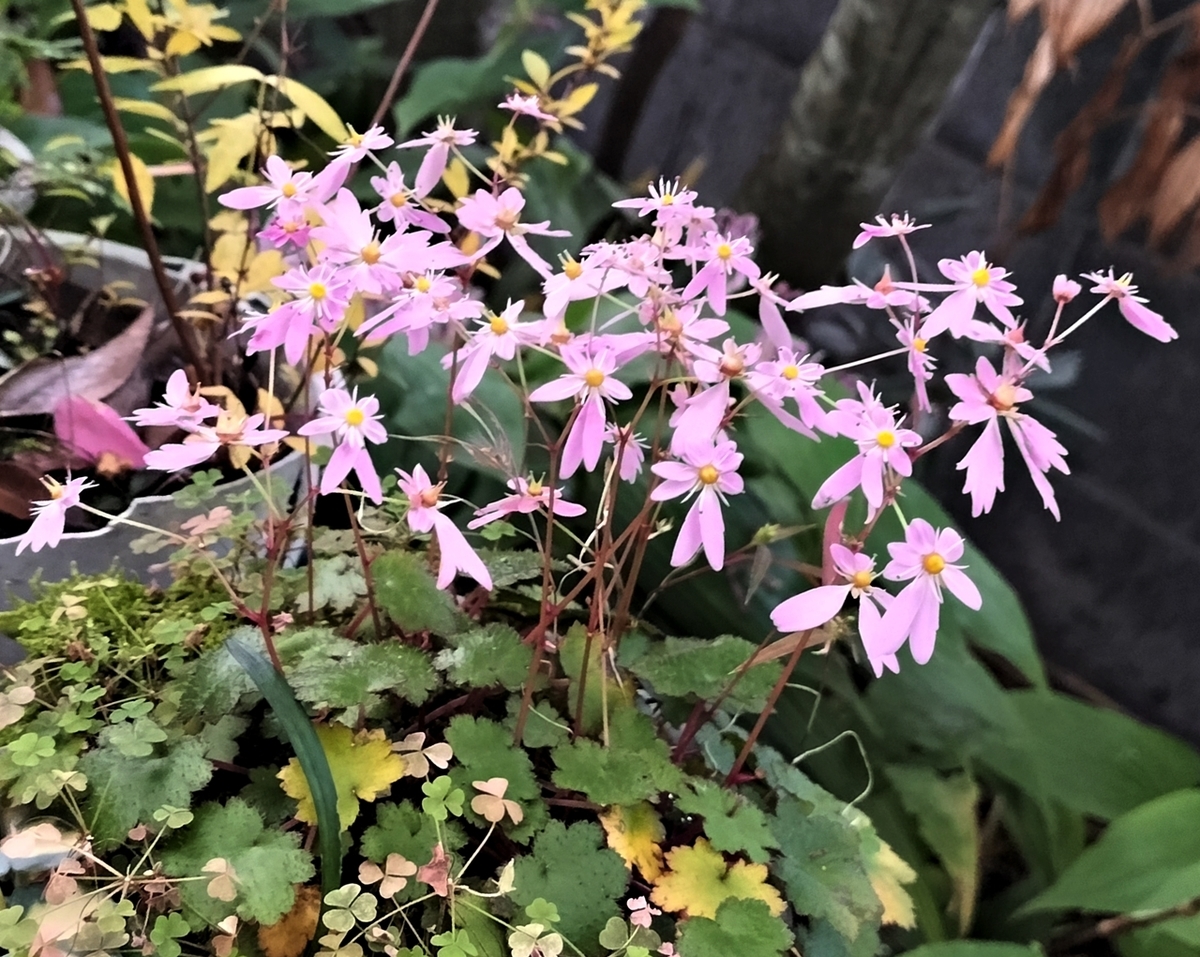 ピンクのダイモンジソウ