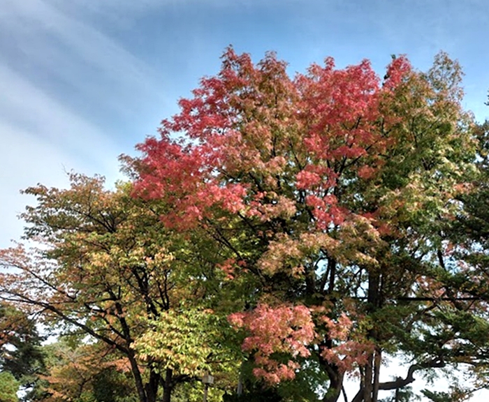 近所の紅葉