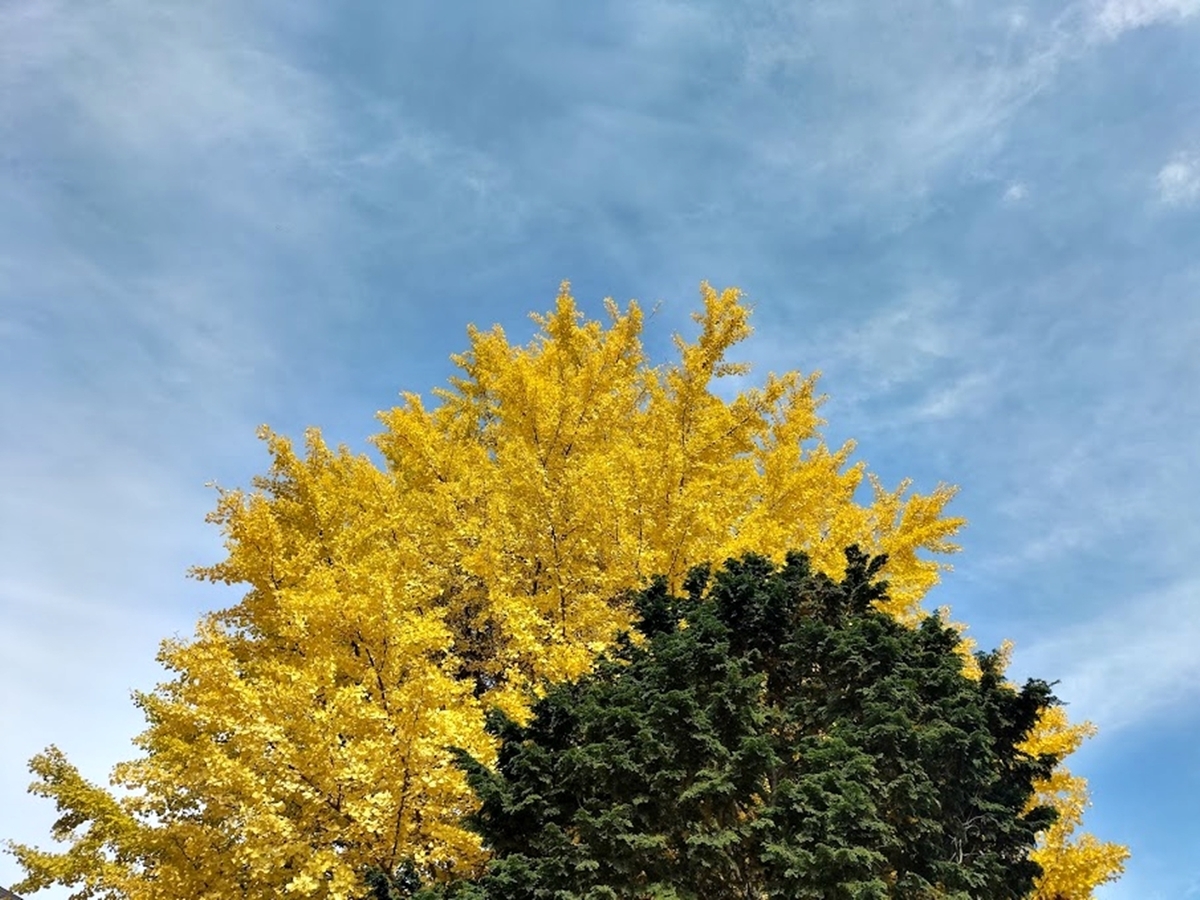 10月の画像 近所の紅葉 スペシャル