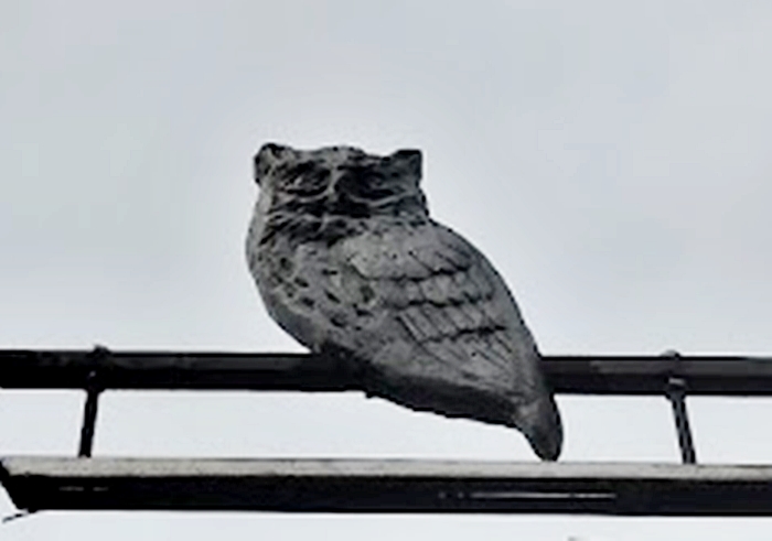 フクロウのオブジェ