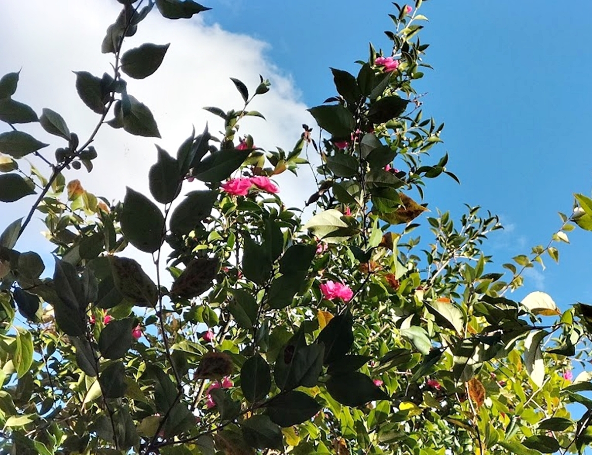 サザンカの花と青空