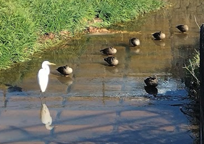 シラサギとカルガモたち
