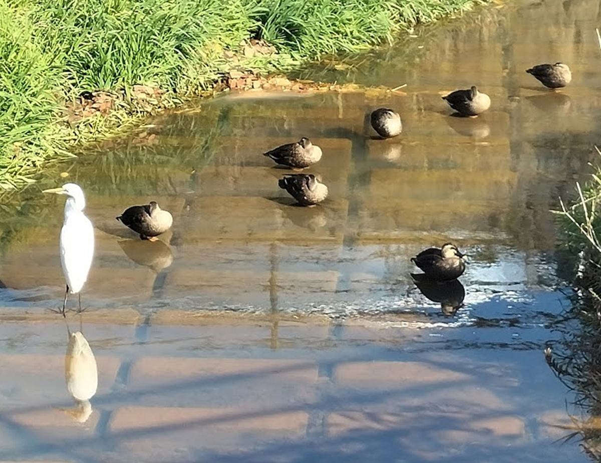 シラサギ（ダイサギ）とカルガモたち