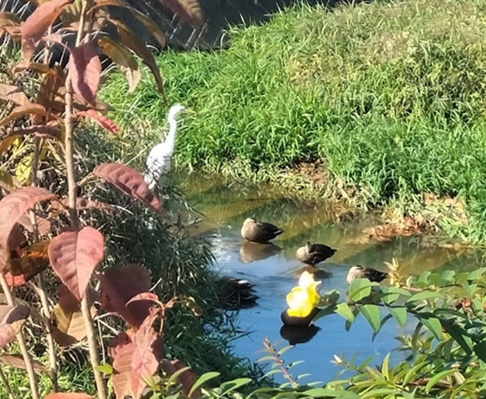 シラサギ（ダイサギ）とカルガモたち