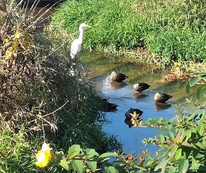 シラサギ（ダイサギ）とカルガモたち
