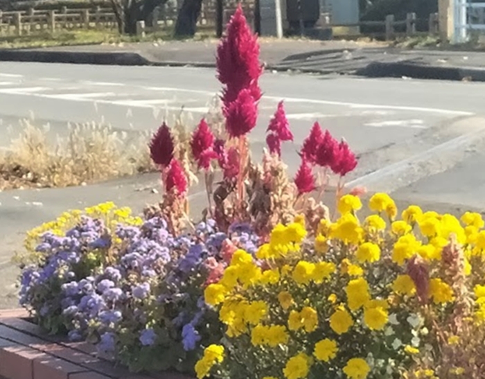 花壇の花