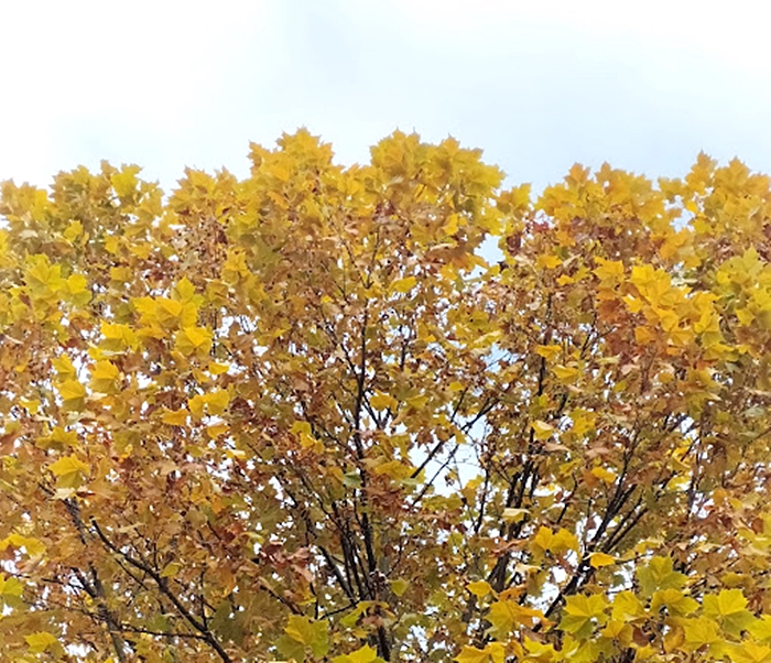 銀杏の木の天辺