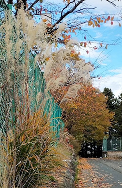 石垣で休憩中に撮影