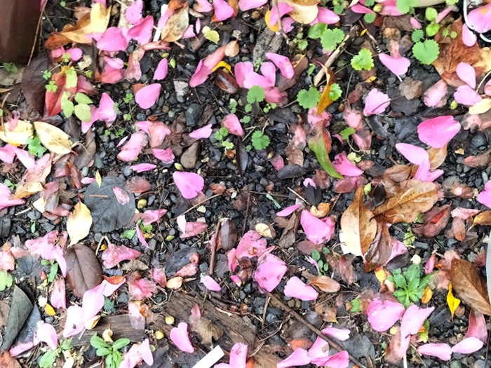 サザンカの散った花びら