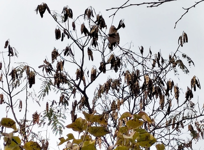 ネムノキの紅葉?