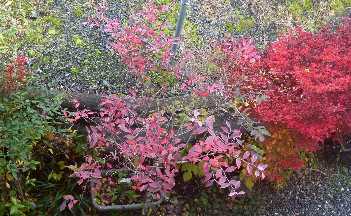 庭の紅葉