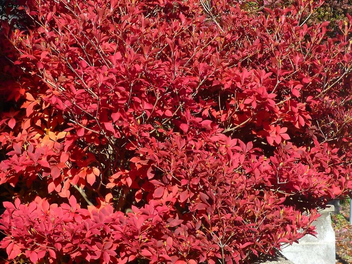ドウダンツツジの紅葉
