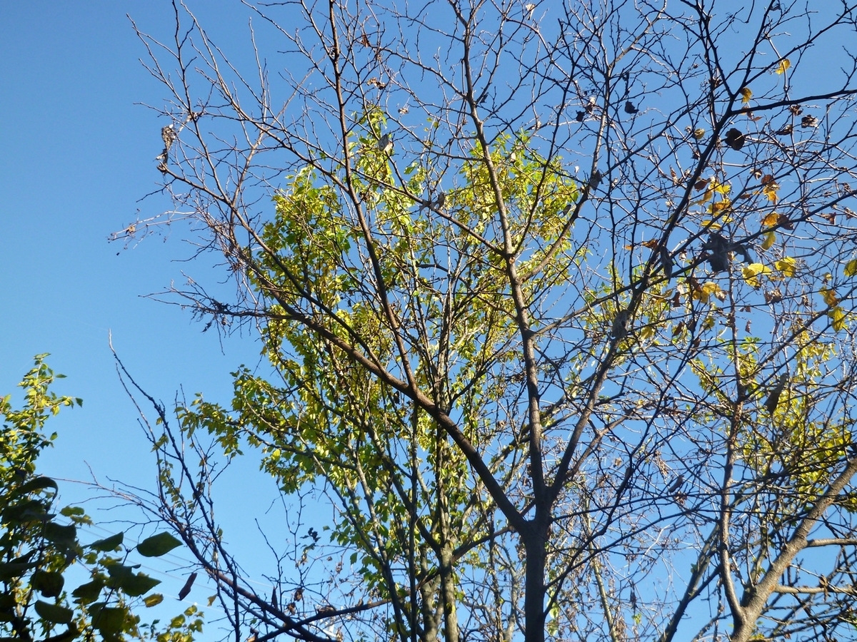 ムクゲの黄色い紅葉