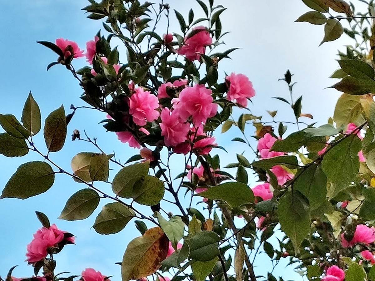 サザンカの花