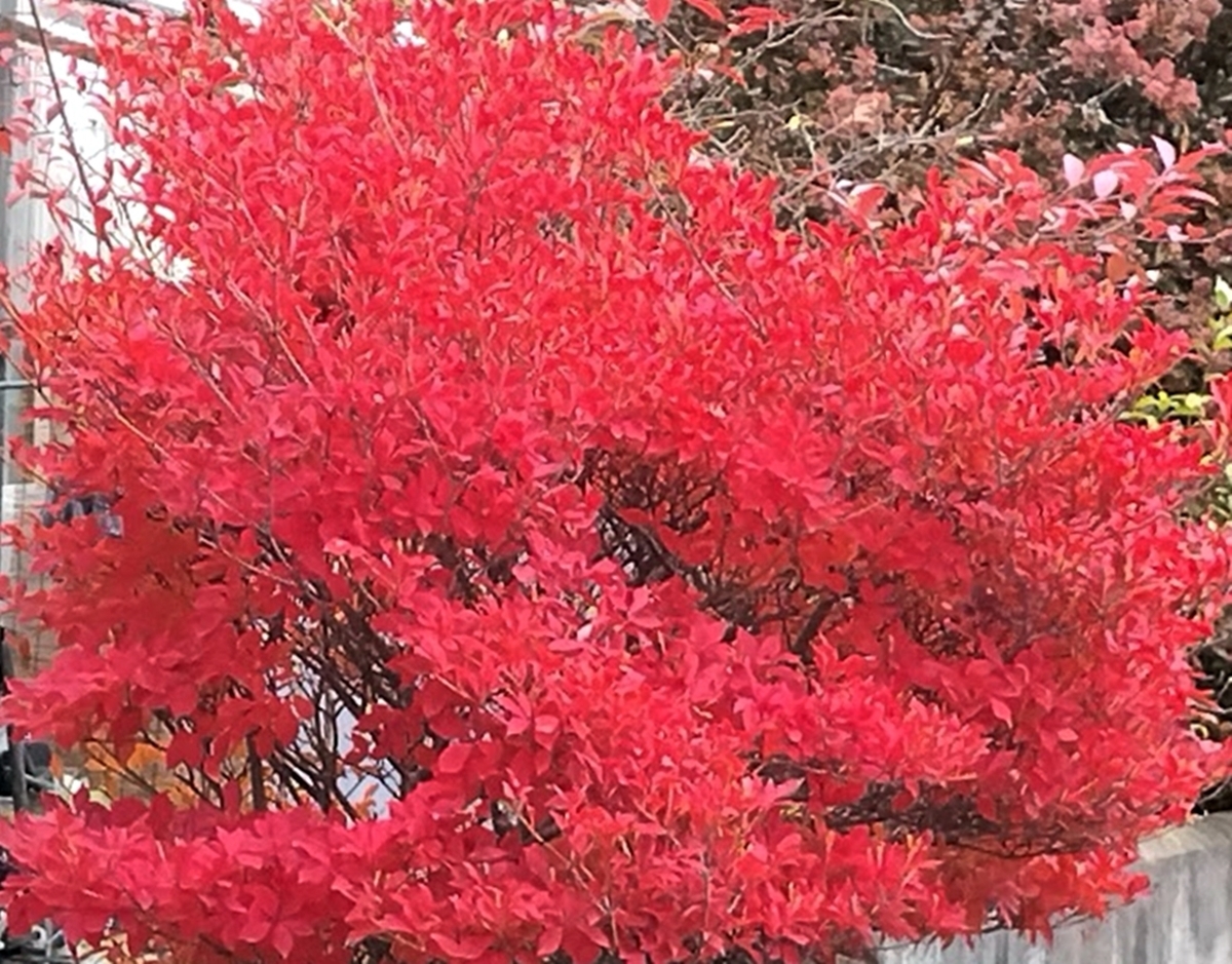 ドウダンツツジの紅葉