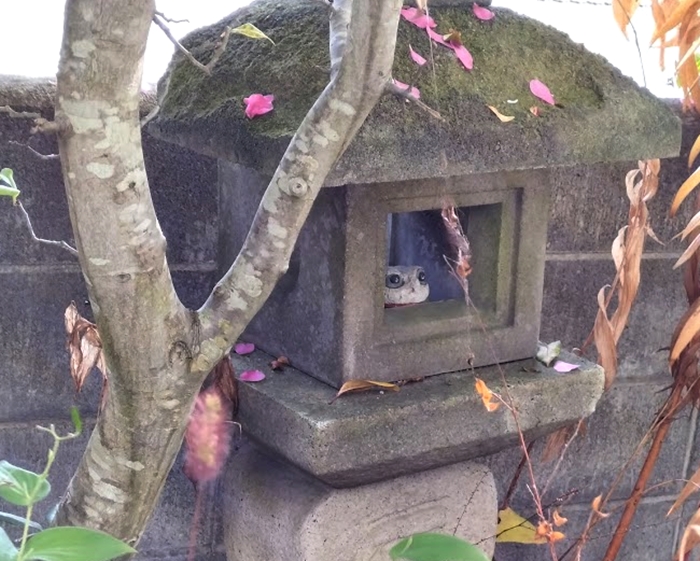 散ったサザンカの花びらと石灯篭