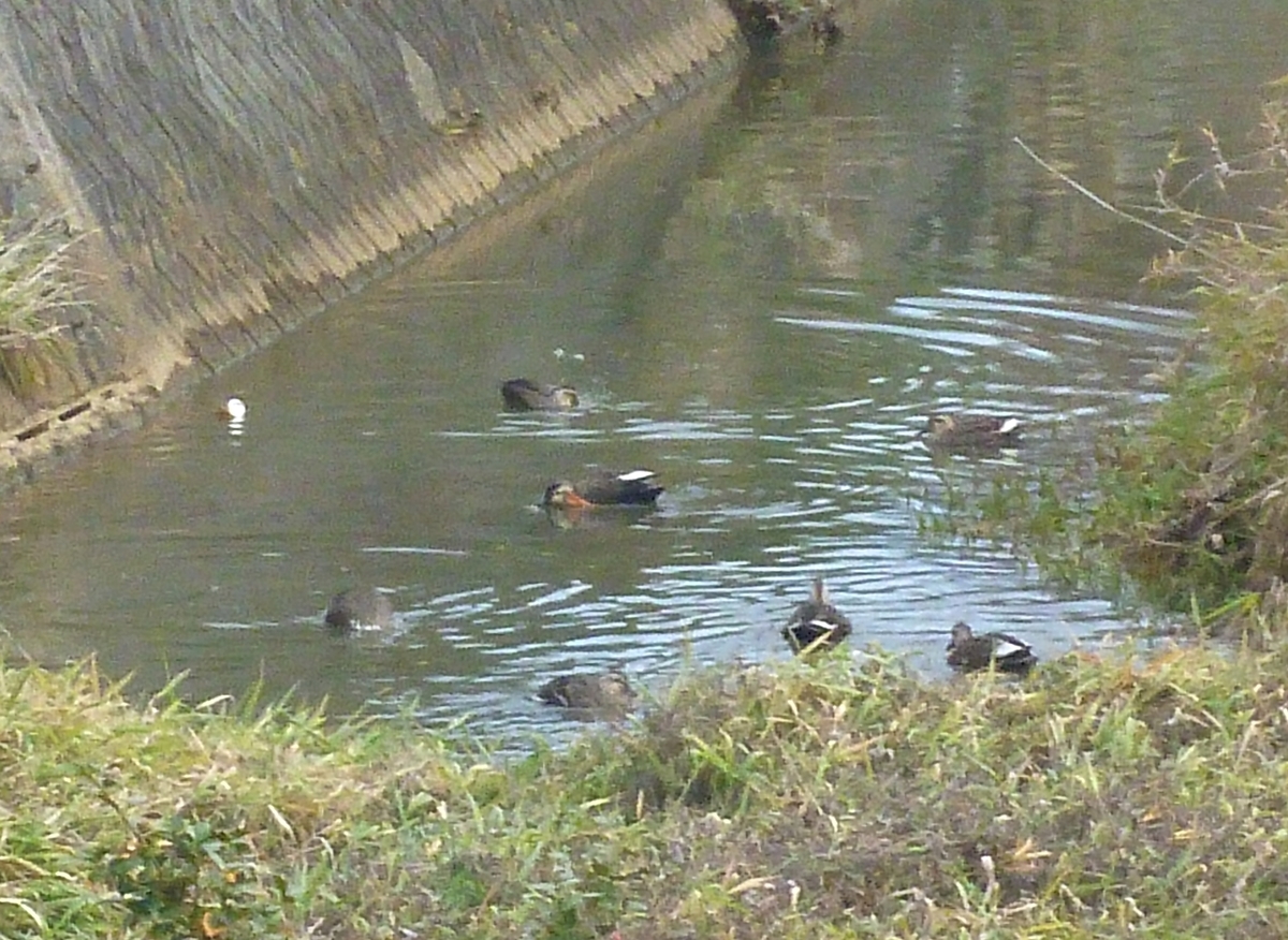 カルガモの集団