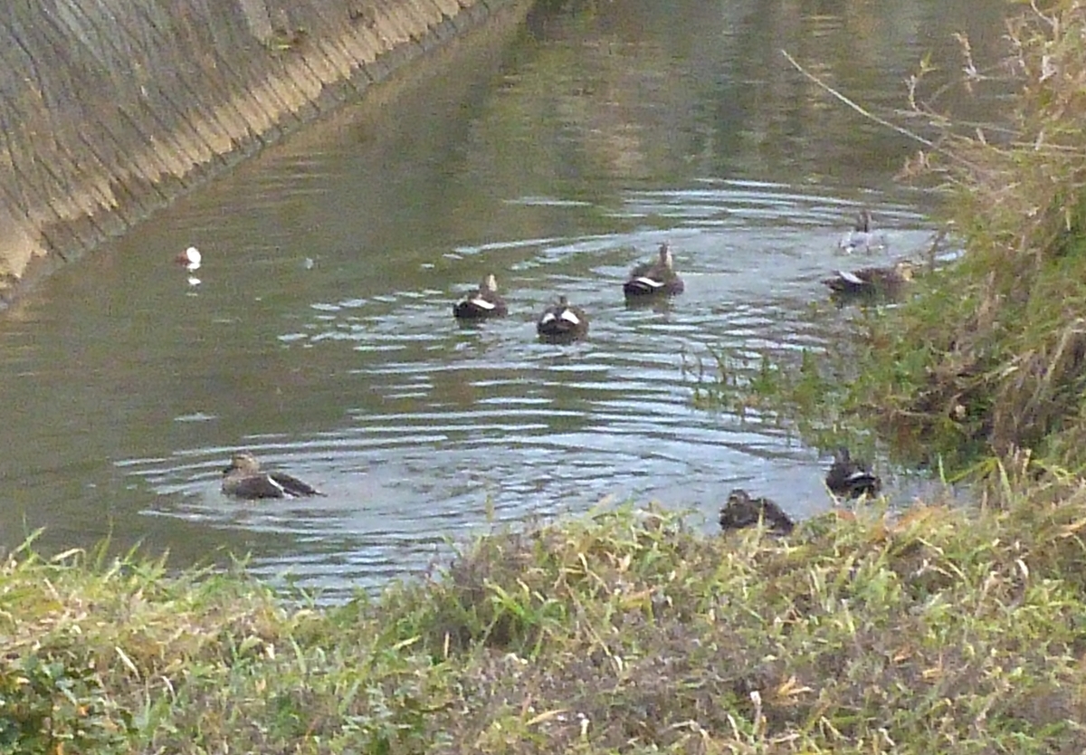 去っていくカルガモ集団