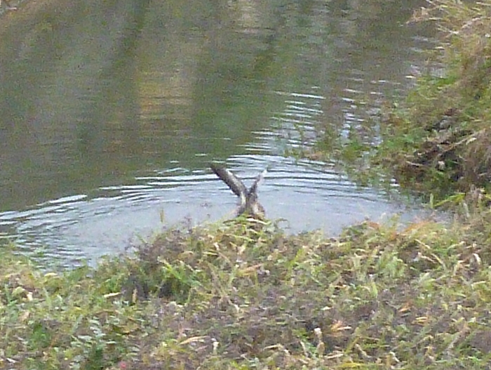 羽ばたきをするカルガモ