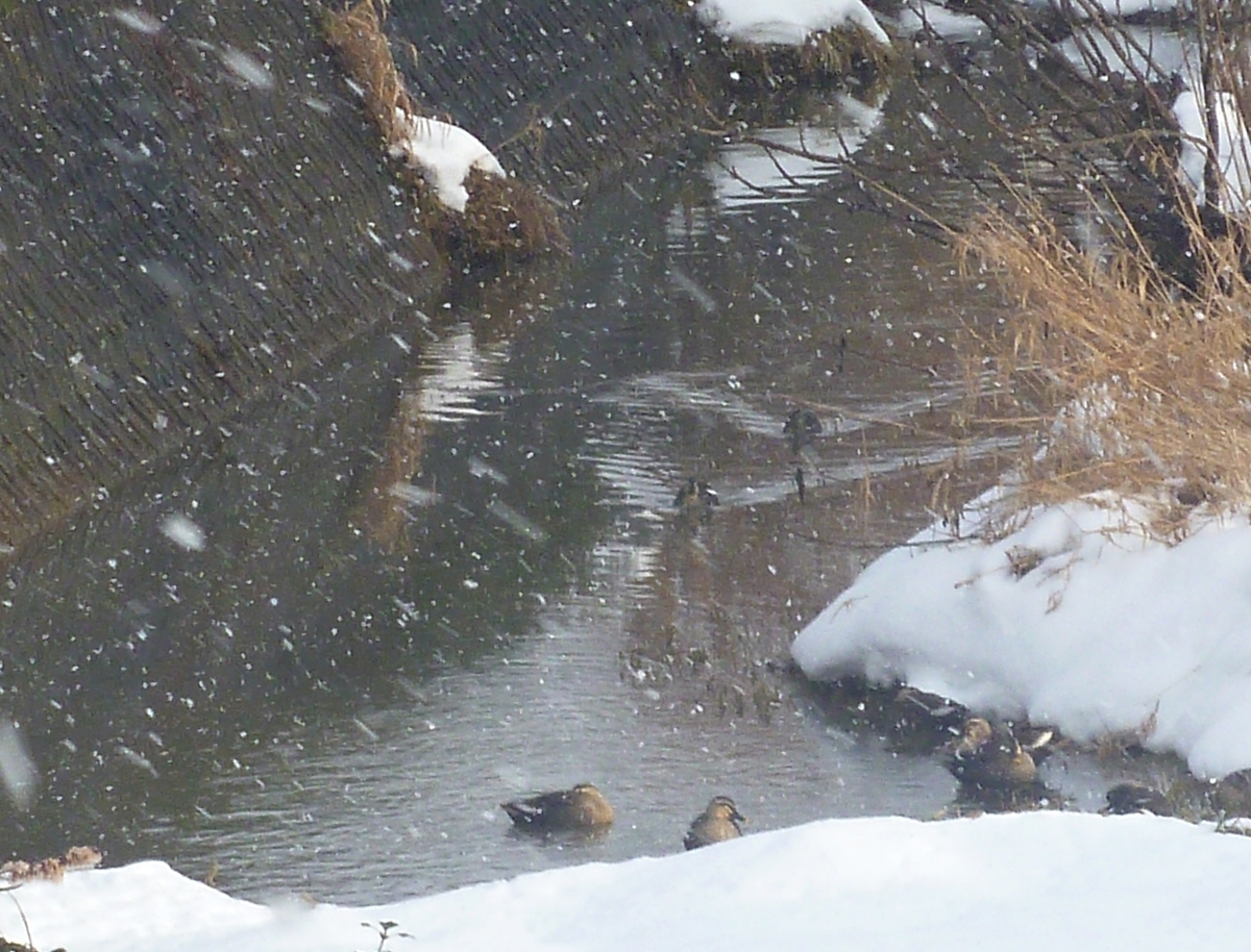 川のカルガモ集団