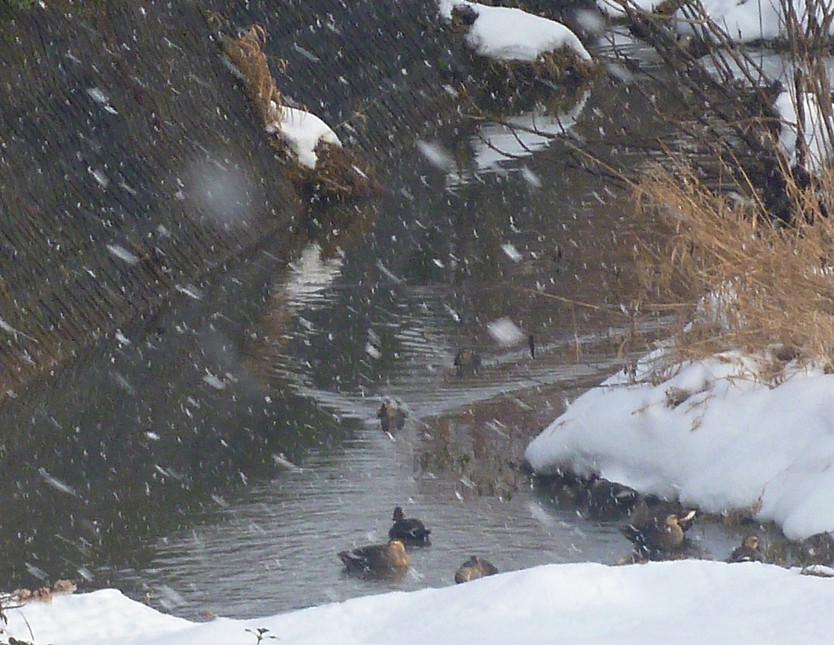 川のカルガモ集団