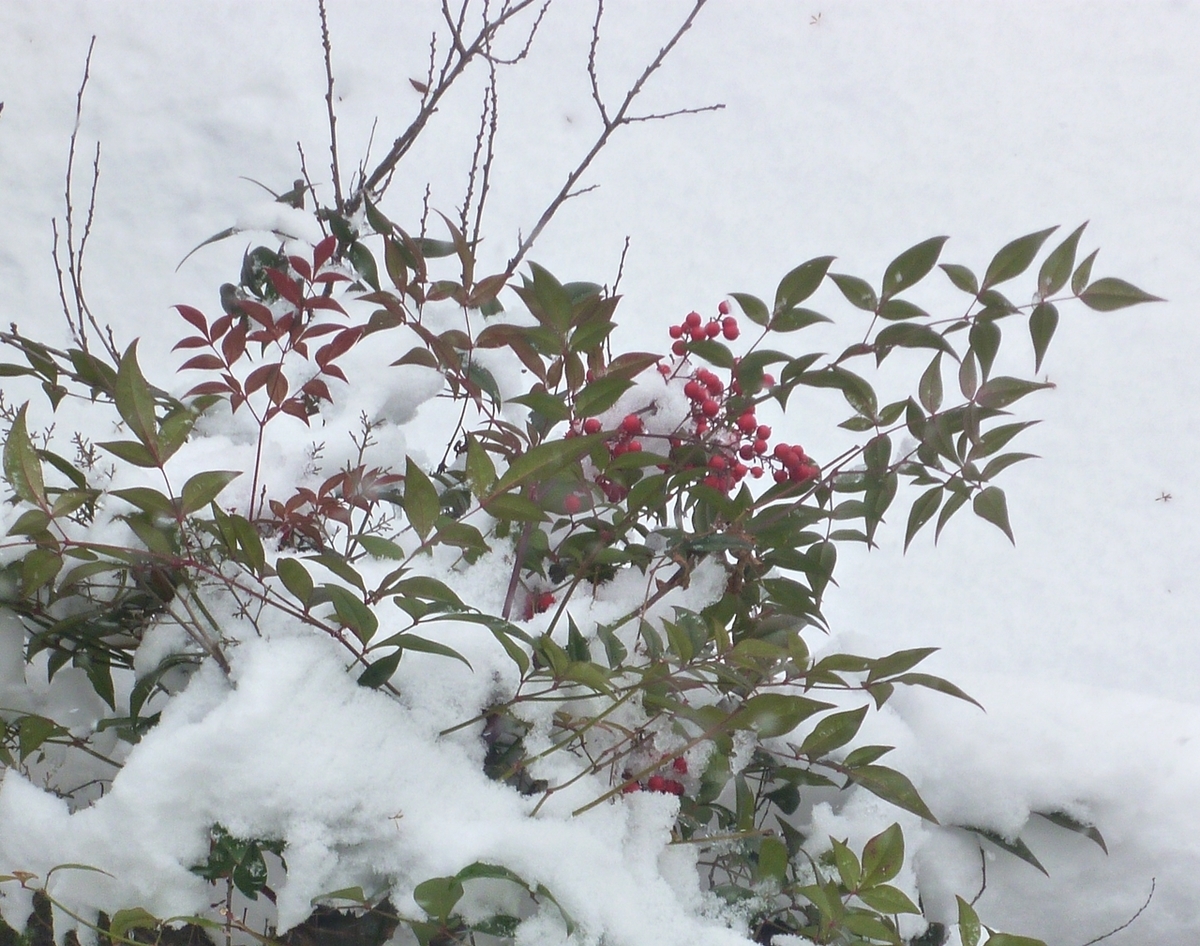 雪とナンテンの実