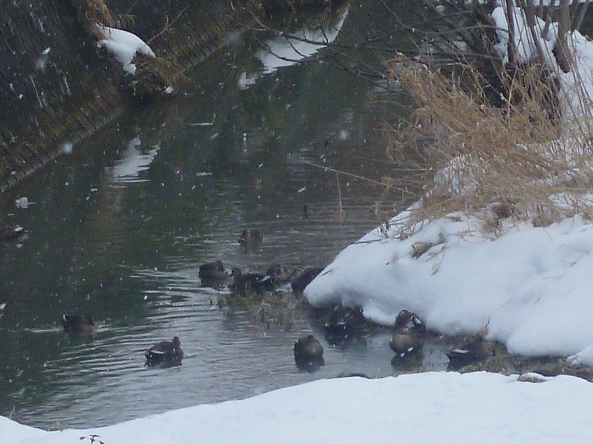 川のカルガモとコガモの集団