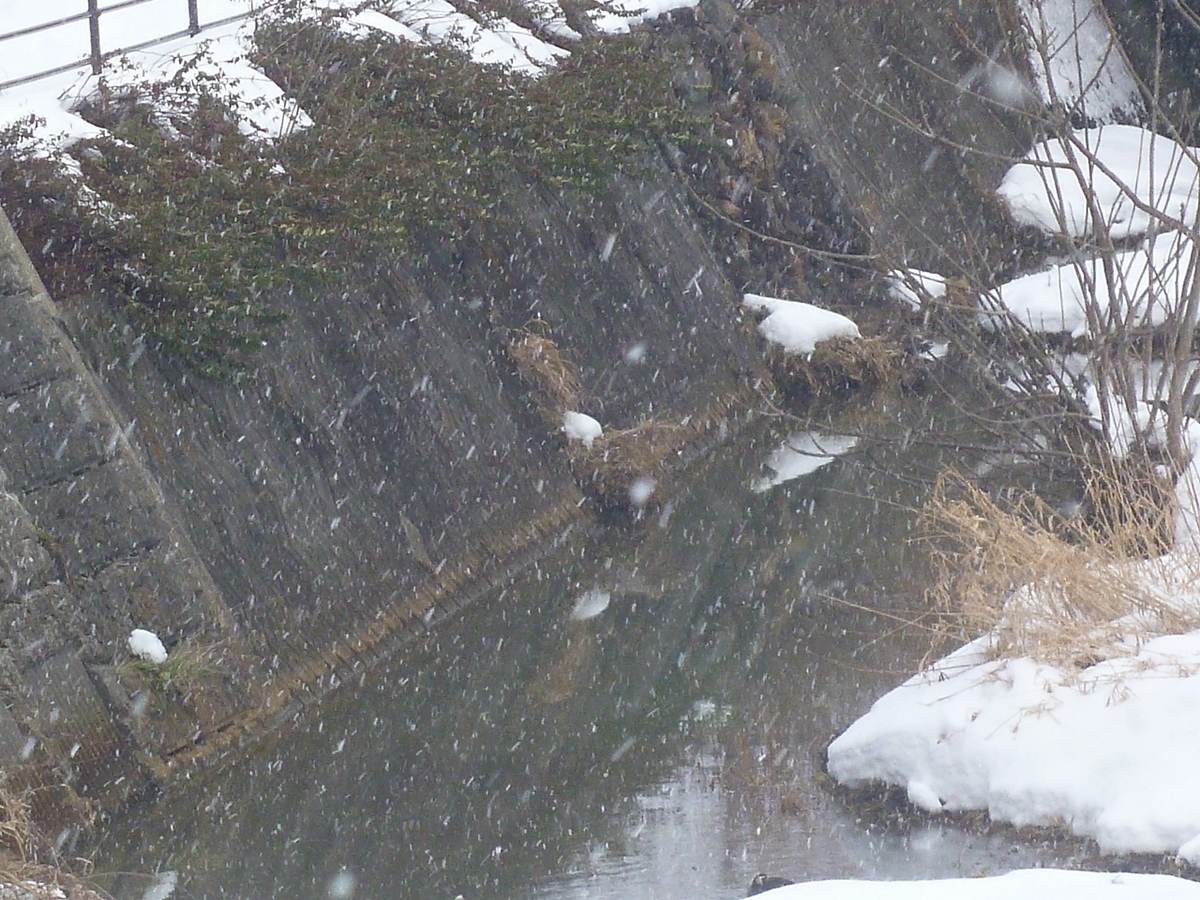 川に降る雪