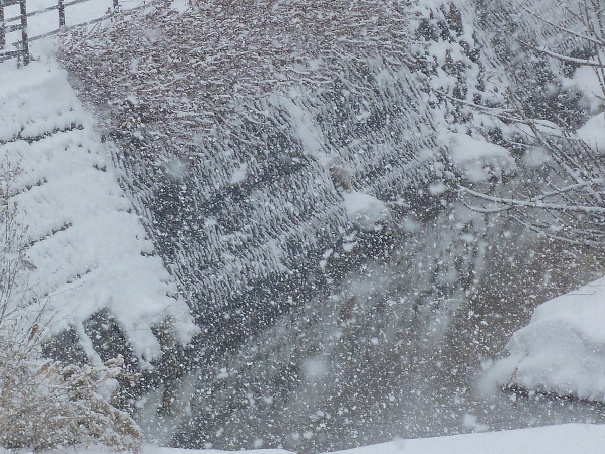 雪が降る川原