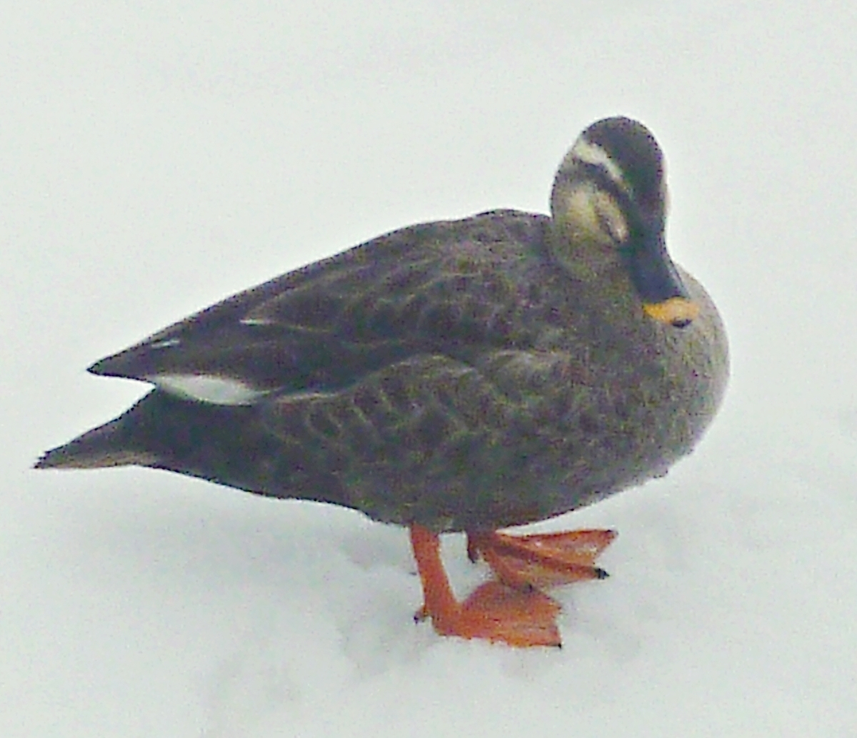 雪の上のカルガモ