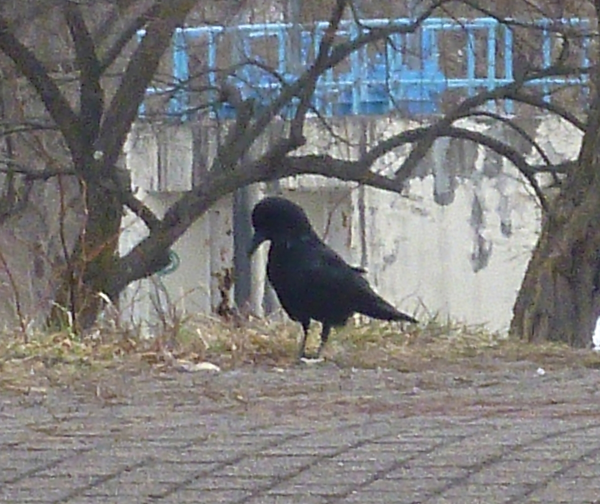 道行くカラス